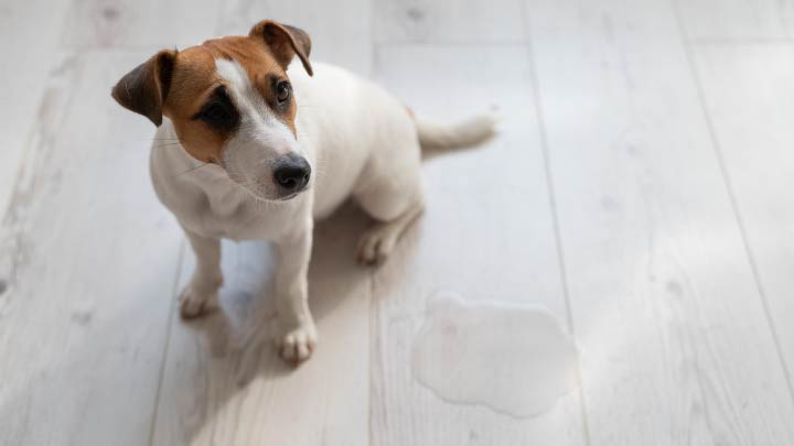 Dog not eating and store peeing in the house